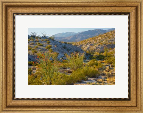 Framed Desert Ocotillo Landscape Print