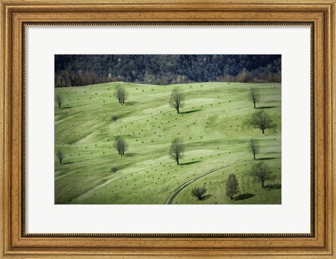 Framed Sheep Print