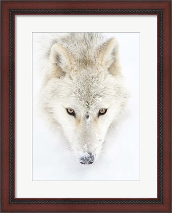 Framed Arctic Wolf Closeup Print