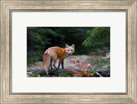 Framed Red Fox in Algonquin Park Print