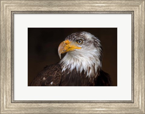 Framed Caged - Bald Eagle Print