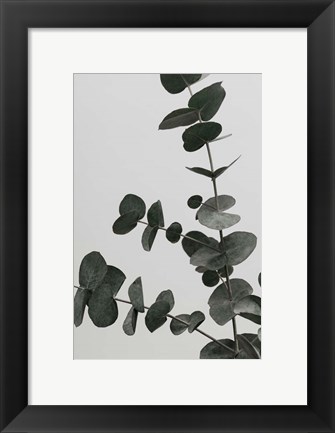 Framed Eucalyptus Natural 5 Print