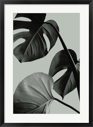 Framed Monstera Teal 7 Print