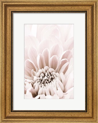 Framed Chrysanthemum No 6 Print