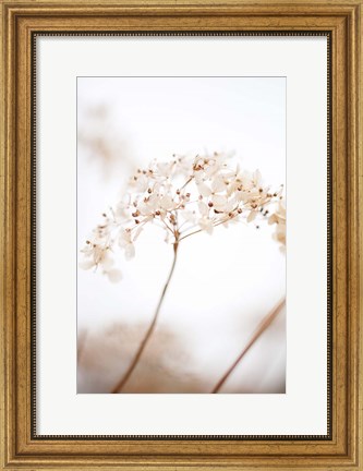 Framed Soft Dried Flower Brown Print
