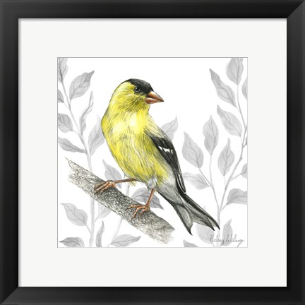 Framed Backyard Birds III-Goldfinch I Print