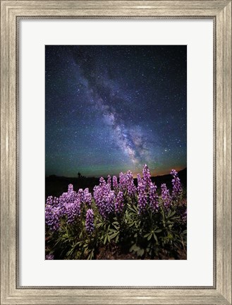 Framed Lupine Print