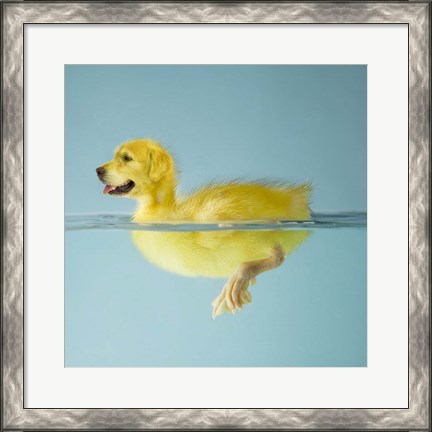 Framed Dog Duck Print