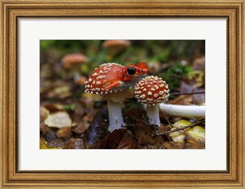 Framed Frogshroom Print