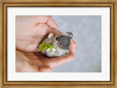 Framed Baby Koala Print