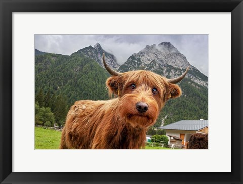 Framed Cowpup 2 Print