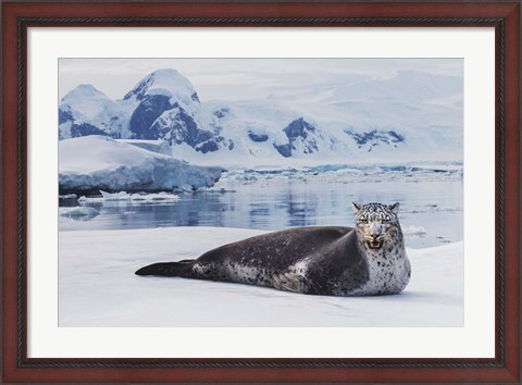 Framed Leopard Seal Print