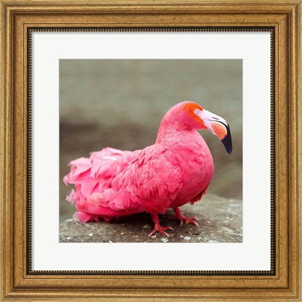 Framed Short neck flamingo Print