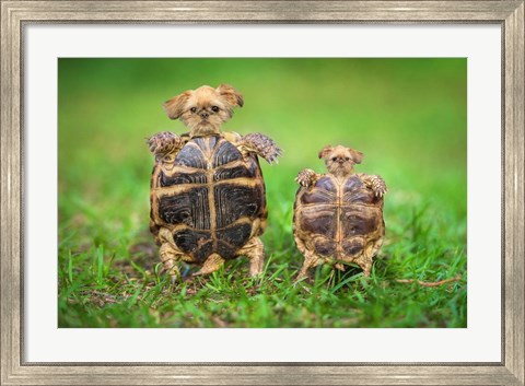 Framed Turtle Pups Print