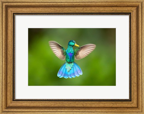 Framed Quaking Bird Print