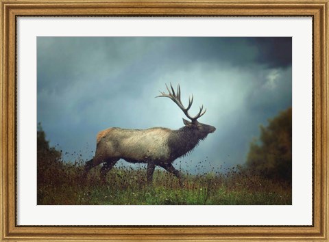 Framed Elk Print