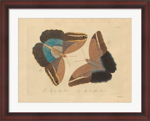 Framed Vintage Butterflies 2 Print