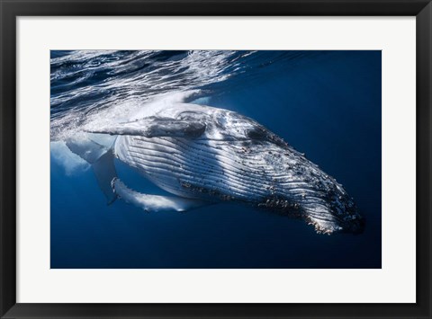 Framed Whale Print