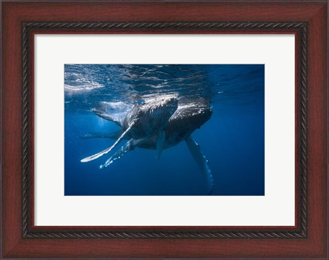 Framed Humpback Whale Print