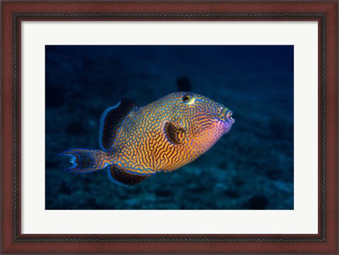 Framed Blue Triggerfish Print