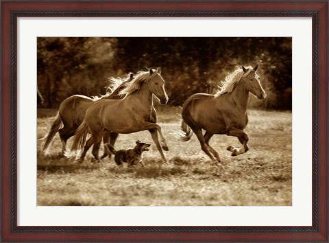 Framed Paso Horses Print