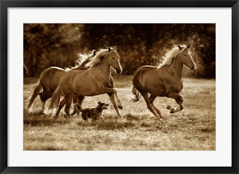 Framed Paso Horses Print