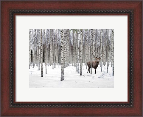 Framed Stag in Birch Forest, Norway Print