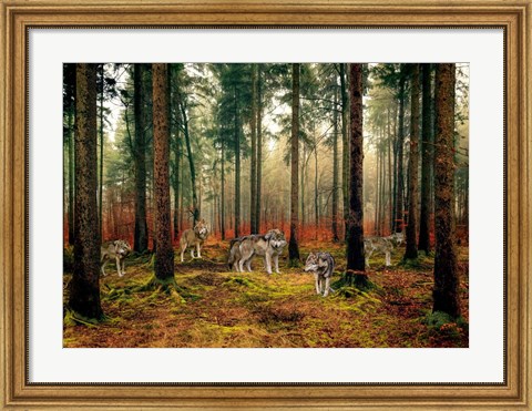 Framed Pack of Wolves in the Woods Print