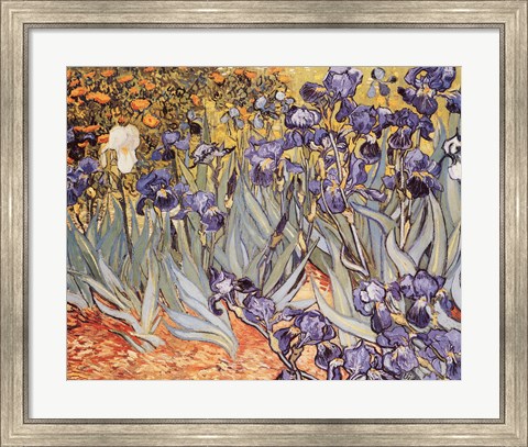 Framed Irises in the Garden, Saint-Remy, c.1889 Print