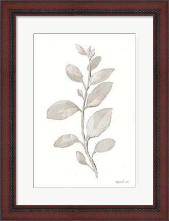 Framed Gray Sage Leaves II on White Print