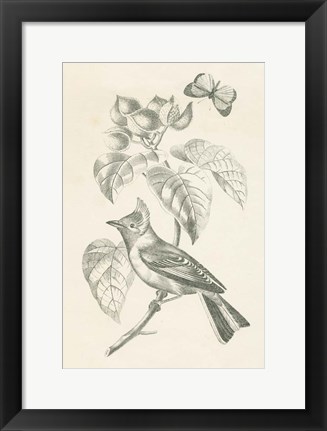 Framed French Bird Drawing Print