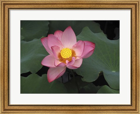 Framed Pink Lotus In Bloom Print