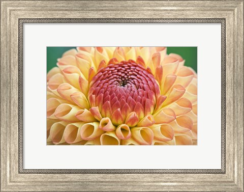 Framed Dahlia Print