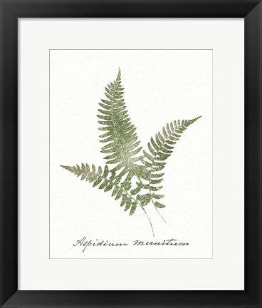 Framed Vintage Ferns X no Border White Print