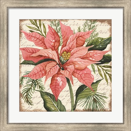 Framed Peach Poinsettia Botanical Print