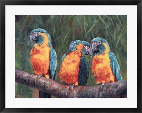 Framed 3 Macaws Print