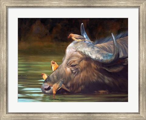 Framed Buffalo And Oxpeckers Print