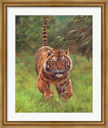 Framed Sumatran Tiger Running Print