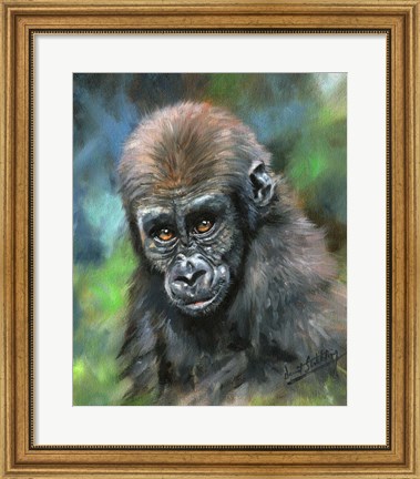 Framed Baby Mountain Gorilla Print