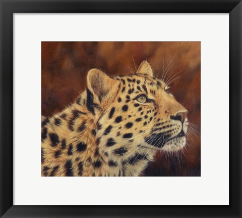 Framed Leopard Portrait Looking Up Right Print