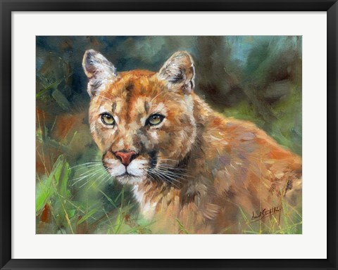 Framed California Cougar Print