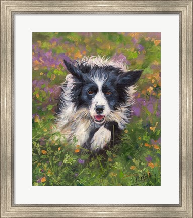 Framed Border Collie Print