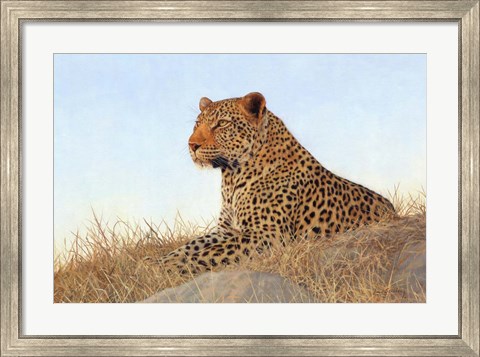 Framed Leopard Laying Rock Grass Print