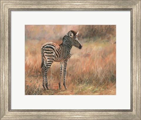 Framed Zebra Foal Print