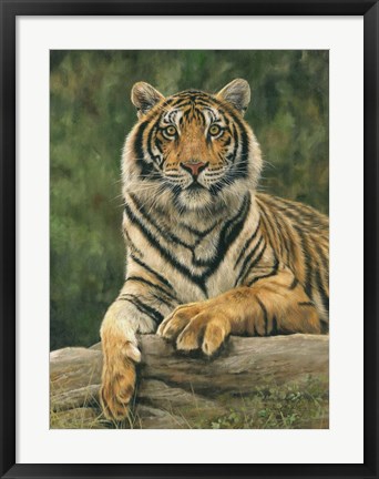 Framed Bengal Tiger 2 Print