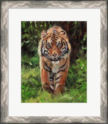 Framed Tiger Prowling Print