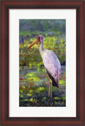 Framed Yellow Billed Stork Print