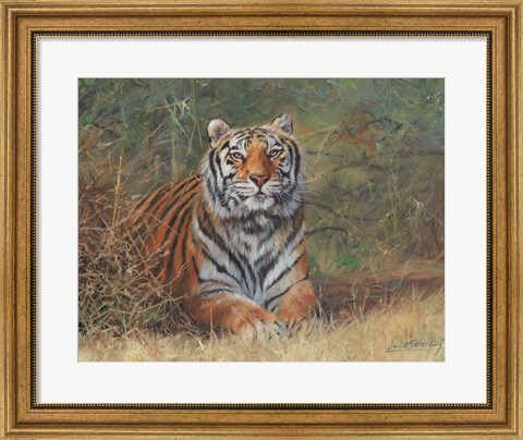 Framed Tiger In Bush Print