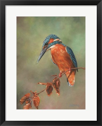 Framed Kingfisher Perched Print