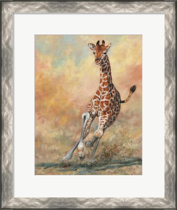 Framed Young Giraffe Running Print